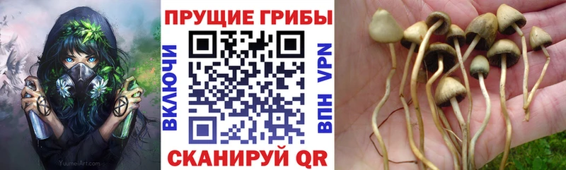 даркнет формула  Учалы  Галлюциногенные грибы Magic Shrooms  наркота 